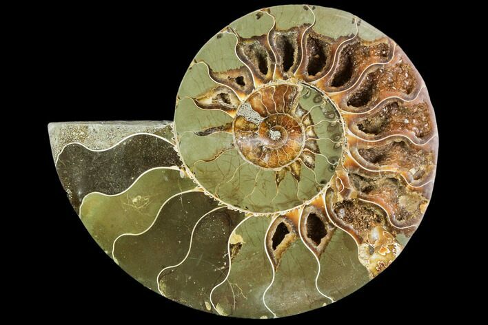 Bargain, Agatized Ammonite Fossil (Half) - Crystal Chambers #111546